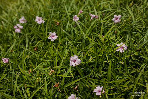 Загрузка ...