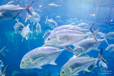 Загрузка ...