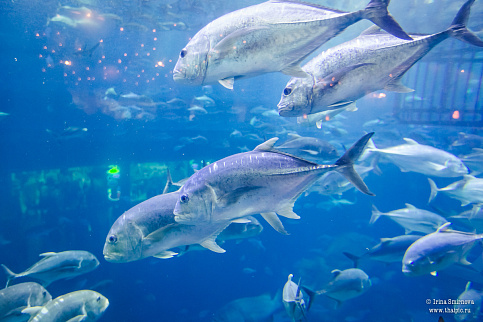 Загрузка ...