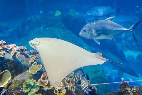 Загрузка ...