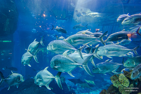 Загрузка ...