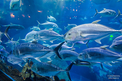 Загрузка ...