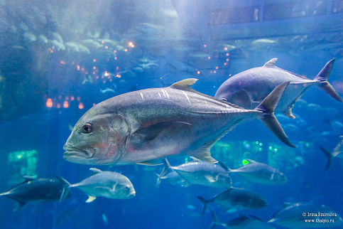 Загрузка ...