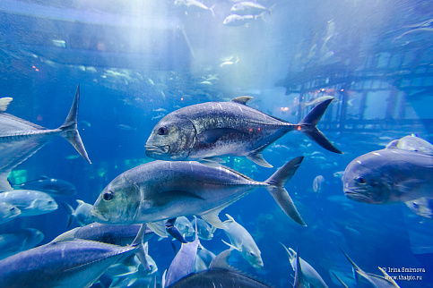 Загрузка ...