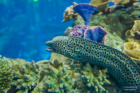 Загрузка ...