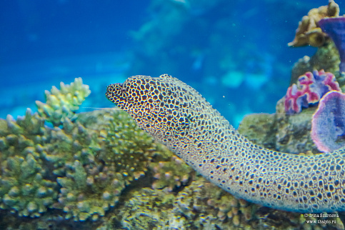 Загрузка ...