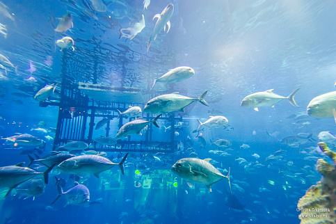 Загрузка ...