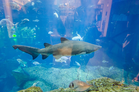 Загрузка ...