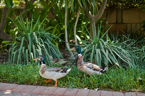 Загрузка ...