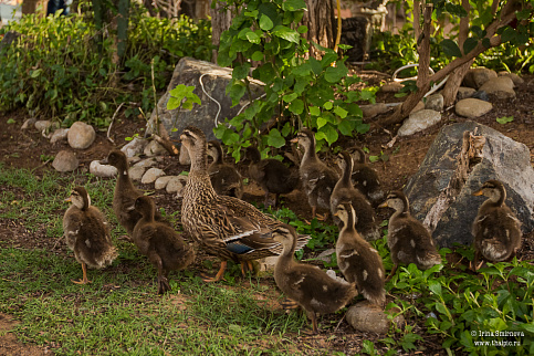 Загрузка ...