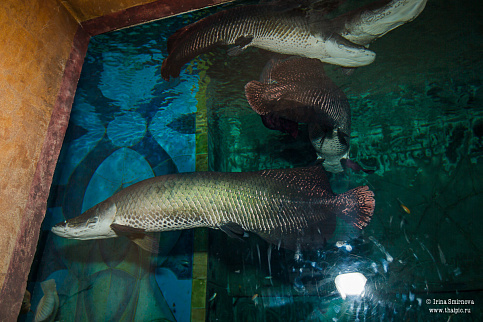 Загрузка ...