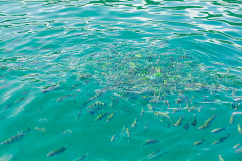 Загрузка ...