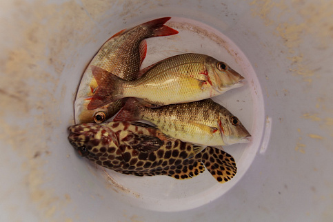 Загрузка ...