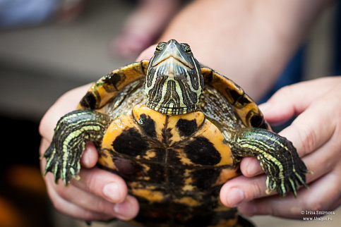 Загрузка ...