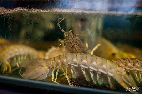 Загрузка ...