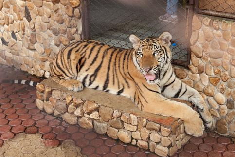 Загрузка ...