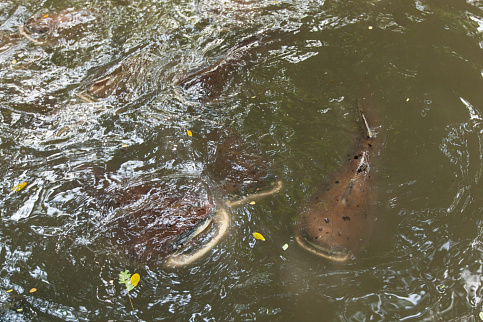 Загрузка ...