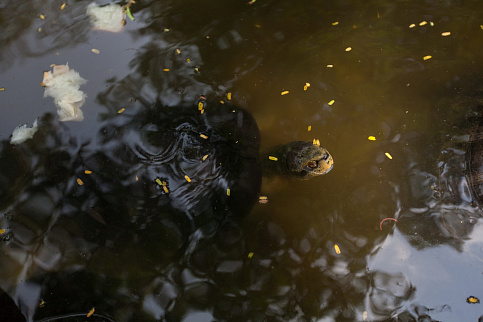 Загрузка ...