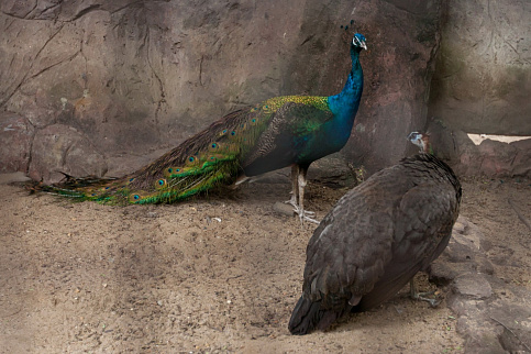 Загрузка ...