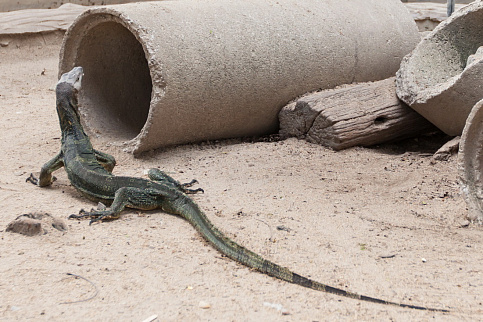 Загрузка ...