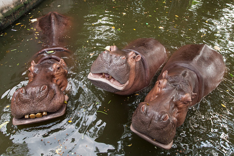 Загрузка ...